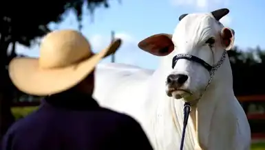 Brezilya'nın Zebu Sığırı Dünya Pazarını Fethetti!
