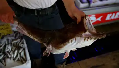 Nadir Fener Balığı 500 TL/kg'dan Satılıyor!