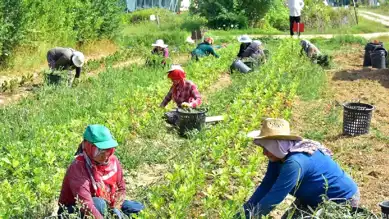 Mevsimlik Tarım İşçilerine 25 Milyon Lira Destek