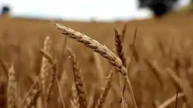 Türkiye Tarım İhracatında Rekor Kırdı!
