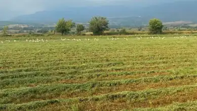 TARSİM Hasar Fazlası Desteği Oranları Belirlendi