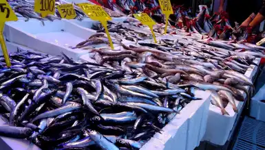 Türkiye'nin Hamsi İhracatı Yüzde 10 Arttı