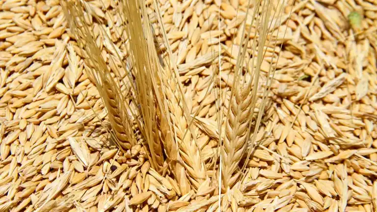 Sertifikalı Tohum Üretimi 1,3 Milyon Tonu Geçti