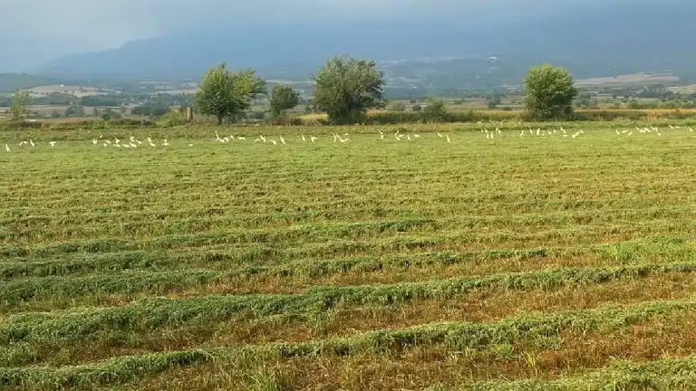 TARSİM Hasar Fazlası Desteği Oranları Belirlendi
